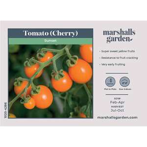 Marshalls Garden Tomato Seeds 'Sunset' - Golden-Orange Cordon Cherry, Pack of 10