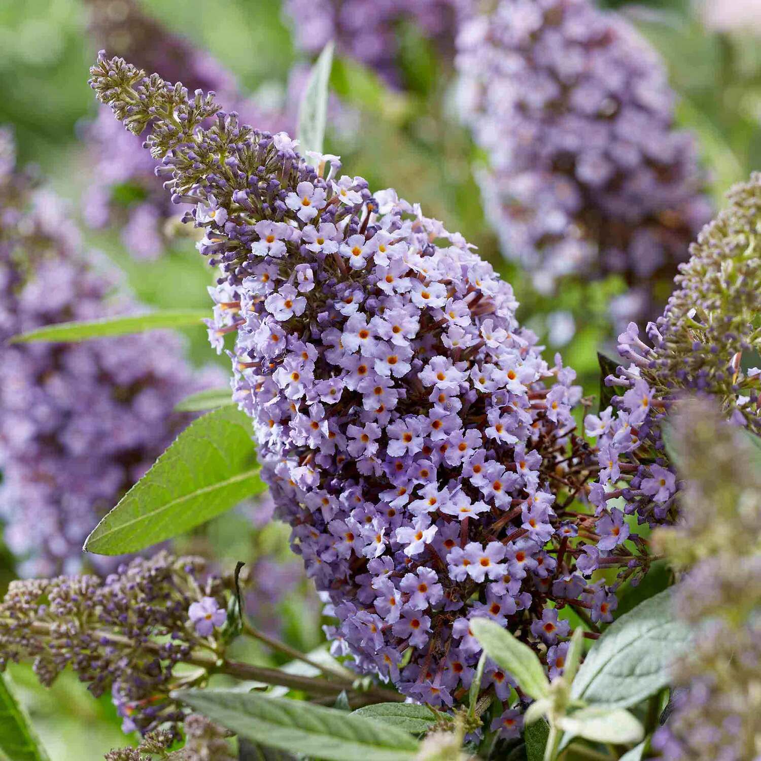 Marshalls Garden Buddleja Plant 'Butterfly Candy Little Sweetheart' - Blue
