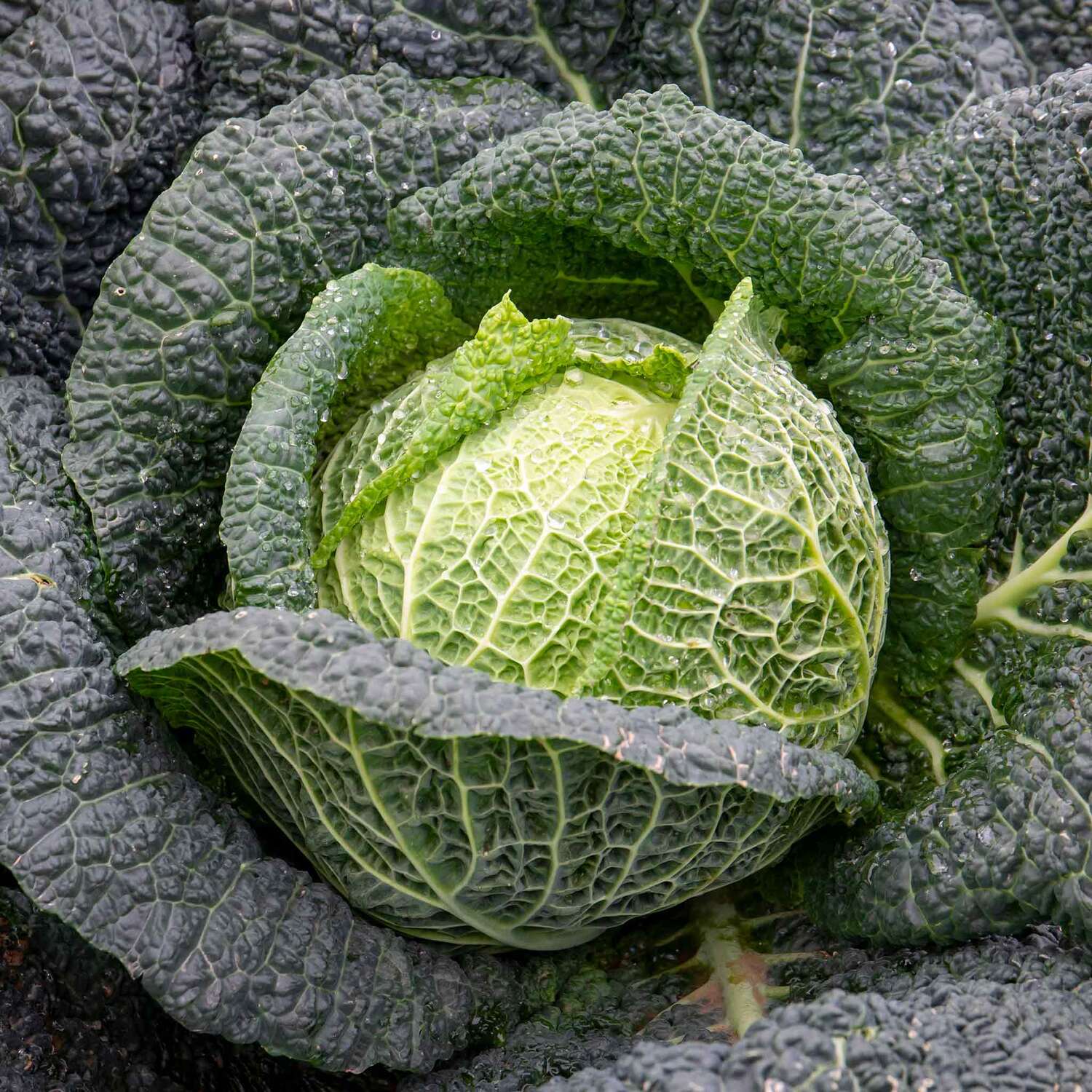 Marshalls Garden Beetroot 'Boltardy' Seeds - RHS AGM bolt-resistant early variety, 400 seeds - Purple