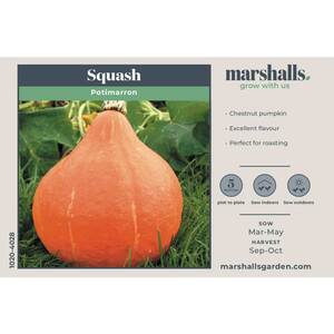 Marshalls Garden Potimarron Squash Seeds - Chestnut Pumpkin, 20 Seeds