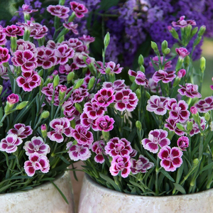 Set of 3 Pink KissesBedding Plant Dianthus Kledg12163 in 9cm Pots