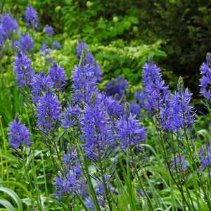 Camassia leichtlinii bulbs - Blue, 3 bulbs