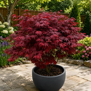 Purple Maple Tree Acer Plant