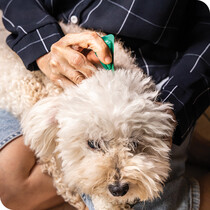 Dog Flea Treatments