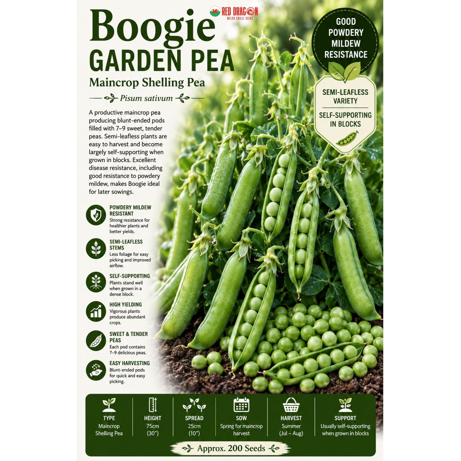 B&Q -  Boogie Garden Pea Seeds For Vegetable Garden Growing - Image 2
