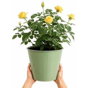 Plants By Post 5L Anniversary Wishes Yellow Rose Bush D