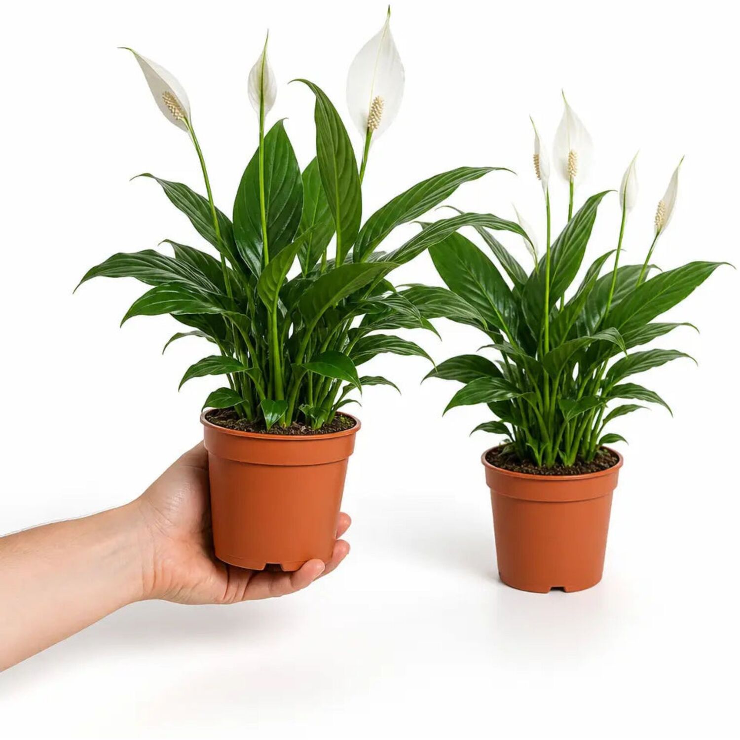 Plants By Post Spathiphyllum Peace Lily B - Plant
