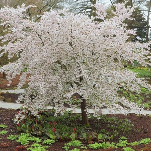 Plant Theory The Bride Flowering Cherry Blossom Tree Ornamental Prunus 11.5L Pot