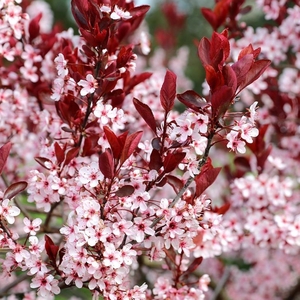 Plant Theory Black Cherry Blossom Tree Prunus Cerasifera 9L Pot 1.8m - 2m