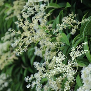 Pileostegia Climbing Hydrangea White Vine Climbing Plant