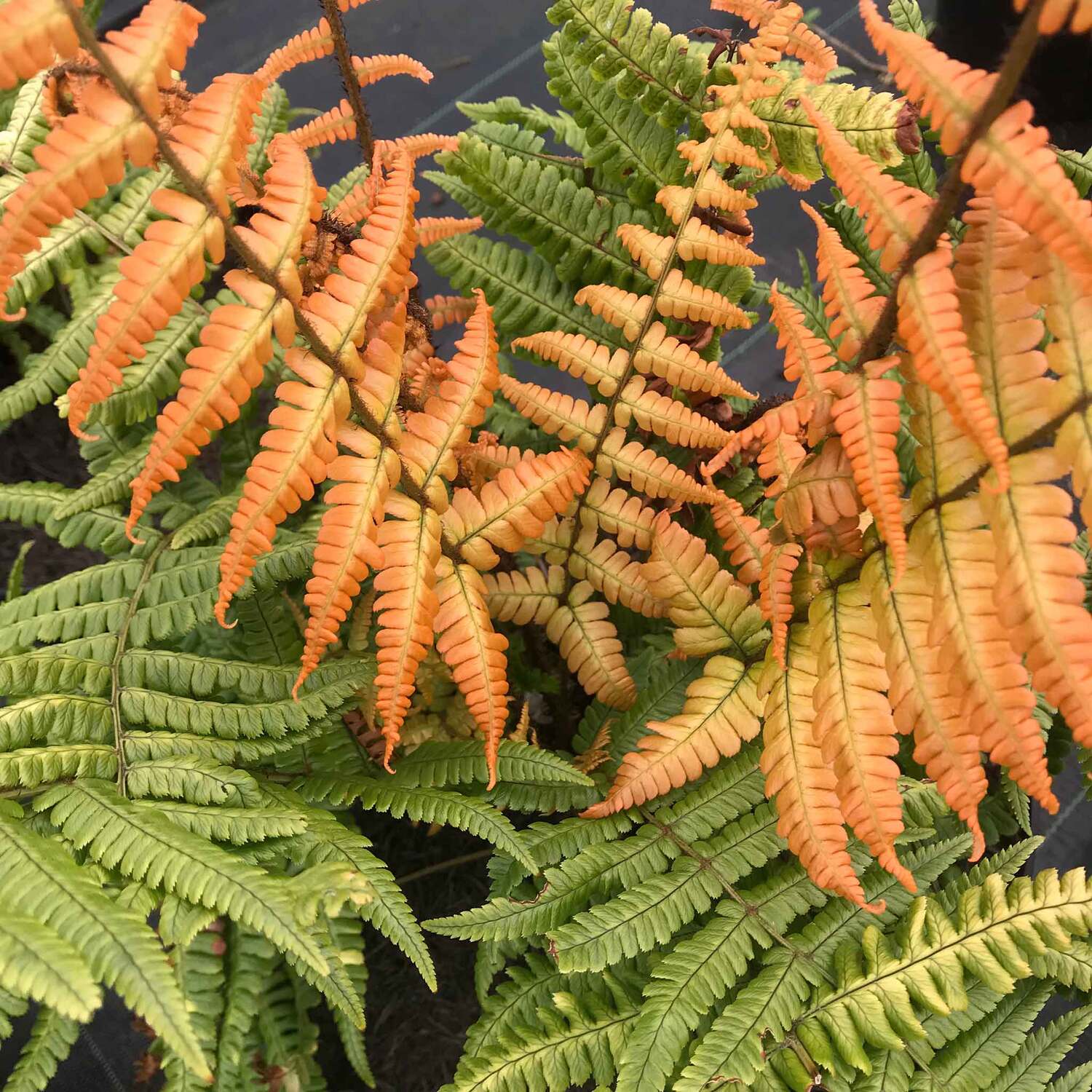 Marshalls Garden Dryopteris wallichiana 'Jurassic Gold', Hardy Semi-Evergreen Shade Fern 9cm Plant - Green