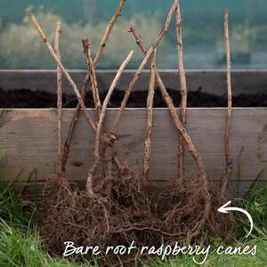 Marshalls Garden Raspberry 'Glen Ample' - Summer-fruiting Floricane 3-pack