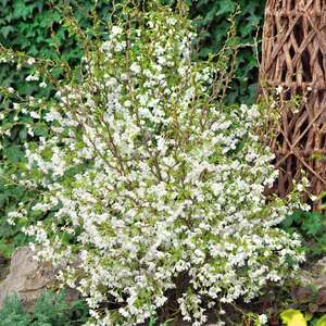 Marshalls Garden Flowering Cherry 'Kojo-no-mai' Compact 2.5 m RHS Award of Garden Merit 9cm