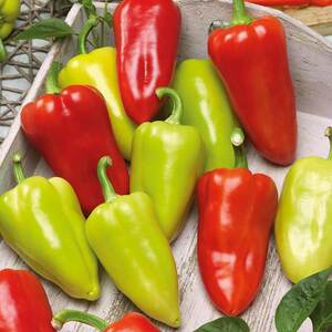 Marshalls Garden Sweet Slavus Pepper Seeds (Capsicum annuum) - Early, High-Yield, Pack of 8