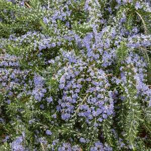 Rosemary 'Prostratus'