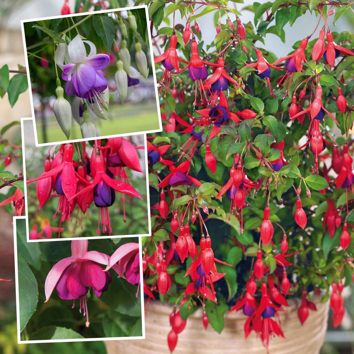 Marshalls Garden Fuchsia Hardy 3-Plant Collection - 9Cm Pots - Neutral