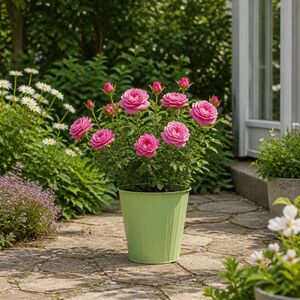 Plants By Post 5L Happy Retirement Pink Rose Bush C