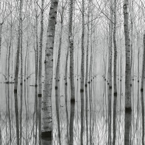 Birch Forest In The Water Wall Mural