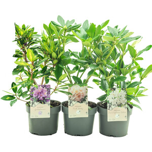 Agapanthus Blue 13cm - Blue