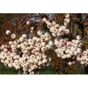 Sorbus Cashmeriana Mountain Ash Tree, 6ft, 12L Pot by Directplants
