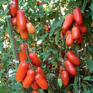 Marshalls Garden Giulietta Italian Plum Tomato Seeds - 6 Seeds