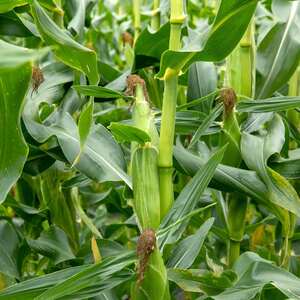 Marshalls Garden Strong Star F1 Sweetcorn Seeds - Early Super-Sweet, High Yield, 50 Seeds