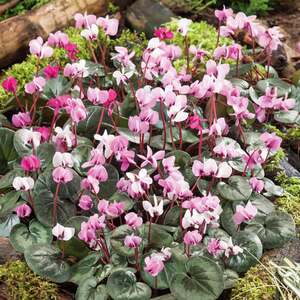 Marshalls Garden Cyclamen Coum Bulbs, Pack of 5 - Winter-flowering Shade Perennial