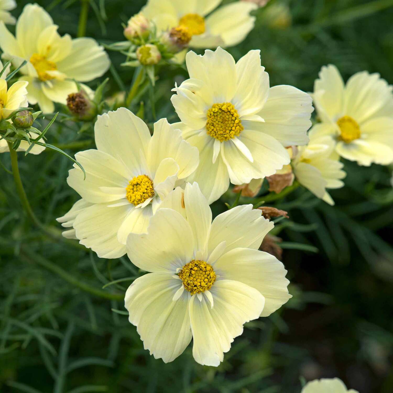Unwins Cosmos Seeds 'Xanthos' - Green
