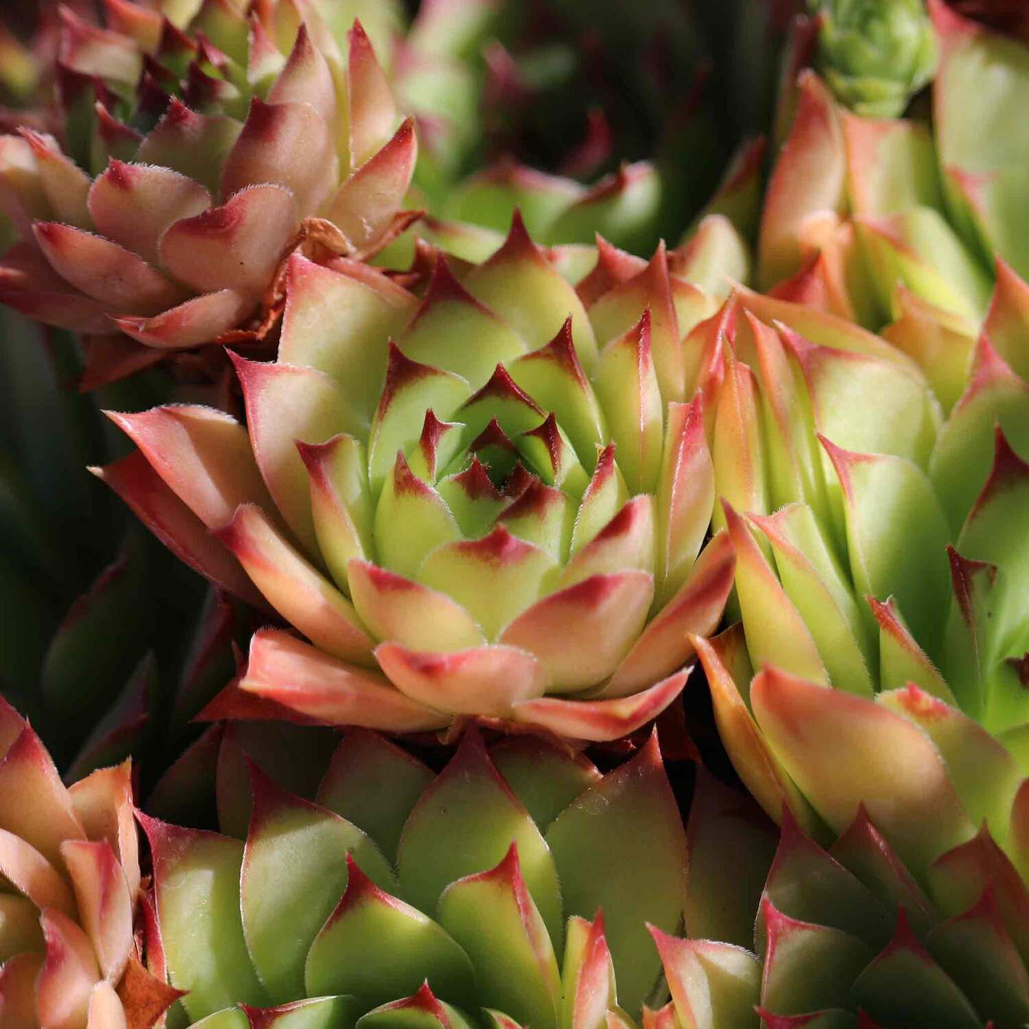 Unwins Sempervivum Seeds 'Livingstone' - Neutral