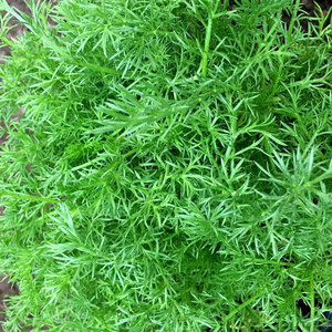 Set of 3 Chamaemelum Nobile Common Chamomile 9cm Pot Herb Garden Plant