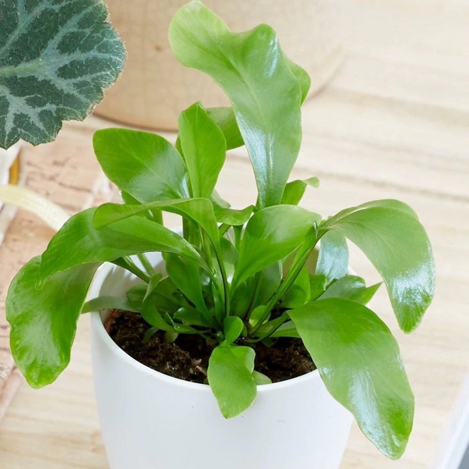 Primrose Asplenium Bottle Garden Terrarium Plant Bird's Nest Fern 6Cm Pot 11Cm Tall Foliage House Plants - Green