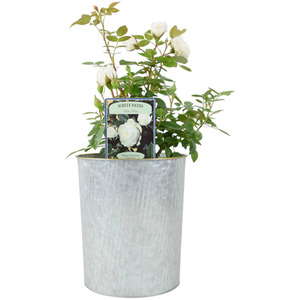 White Patio Rose 4L Pot - Compact Fragrant Rose for UK Gardens