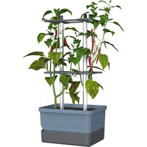 Charly Chili Chili pot with water tank and climbing system