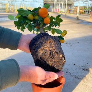 Mini Calamondin Citrus Tree Indoor Outdoor Potted