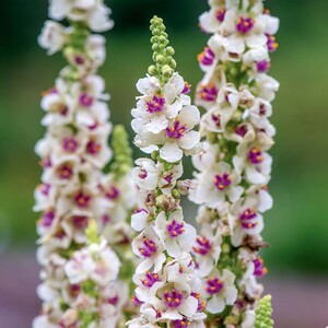 Marshalls Garden Verbascum 'Snowy Spires' (Verbascum phoenicium) Seeds - Pack of 30