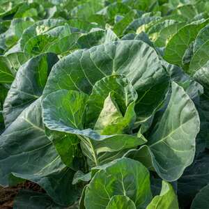 Marshalls Garden Greyhound F1 Cabbage Seeds - Early-maturing Pointed Heads - Pack of 500