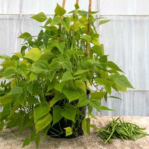 Marshalls Garden Dwarf French Bean Seeds Duo Pack - Modesto and Faraday