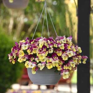 Pansy 'Cool Wave Raspberry Swirl'
