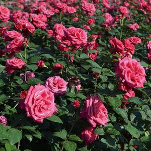 Rose Bush 'Timeless Charisma'