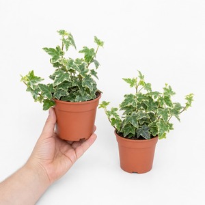 Variegated Ivy Houseplant 1L