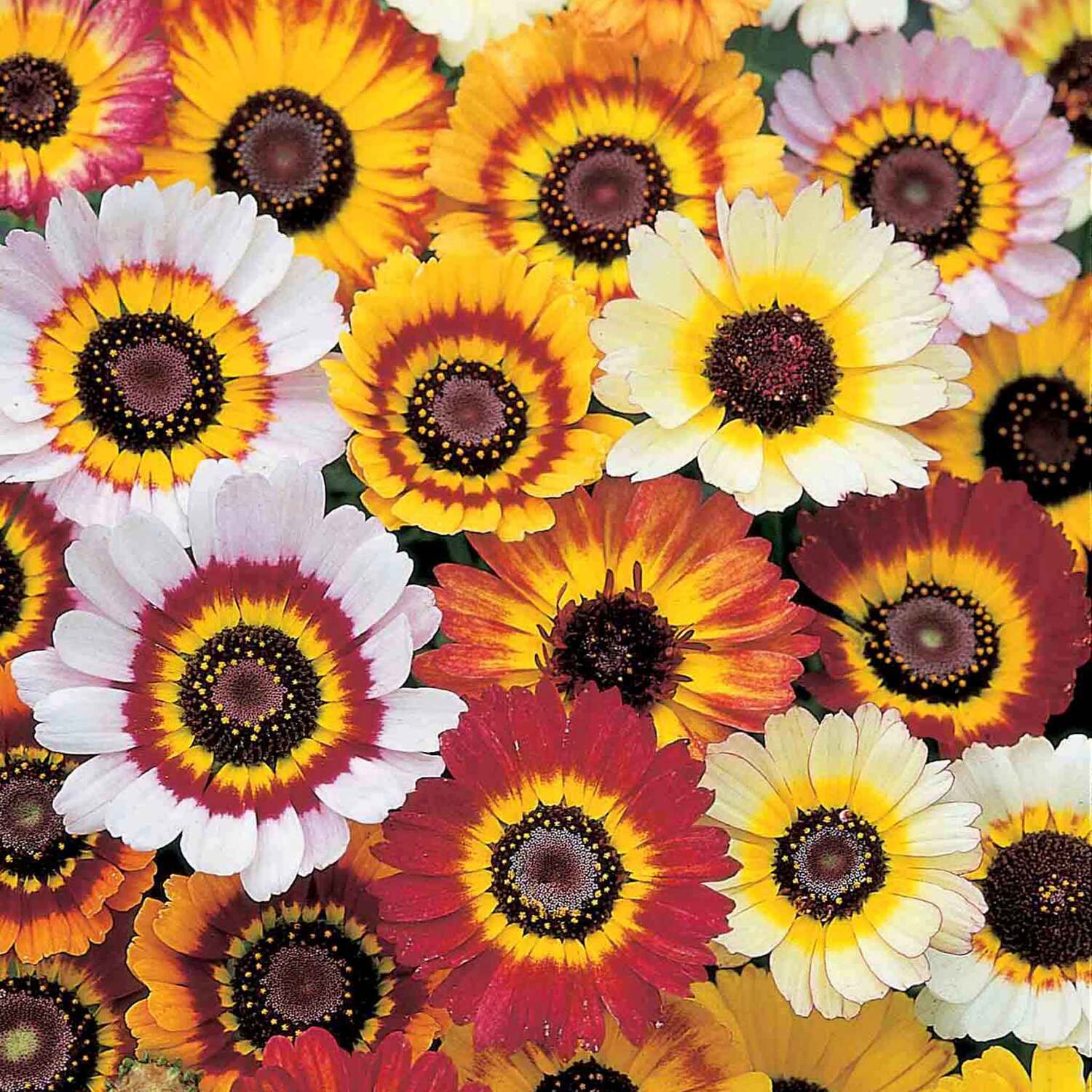 Unwins Chrysanthemum Seeds 'Tricolour Mix' - Neutral