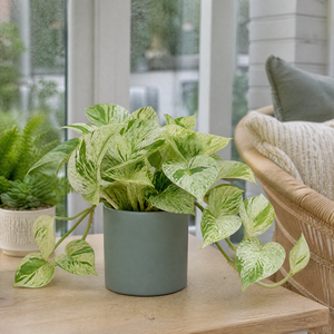 Plants By Post Epipremnum Marble Queen Pothos B