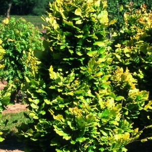 Plant Theory Dawyck Gold Beech Tree Ornamental Fagus Sylvatica12L Pot 1.5 - 1.8m