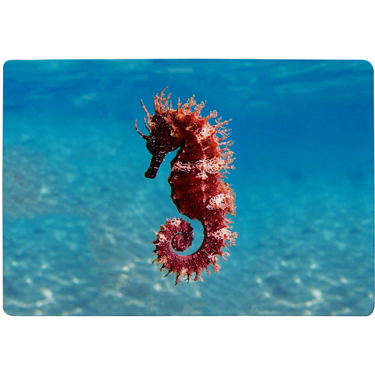 Mediterranean Seahorse Designer Rug - Blue / 200cm thumbnail
