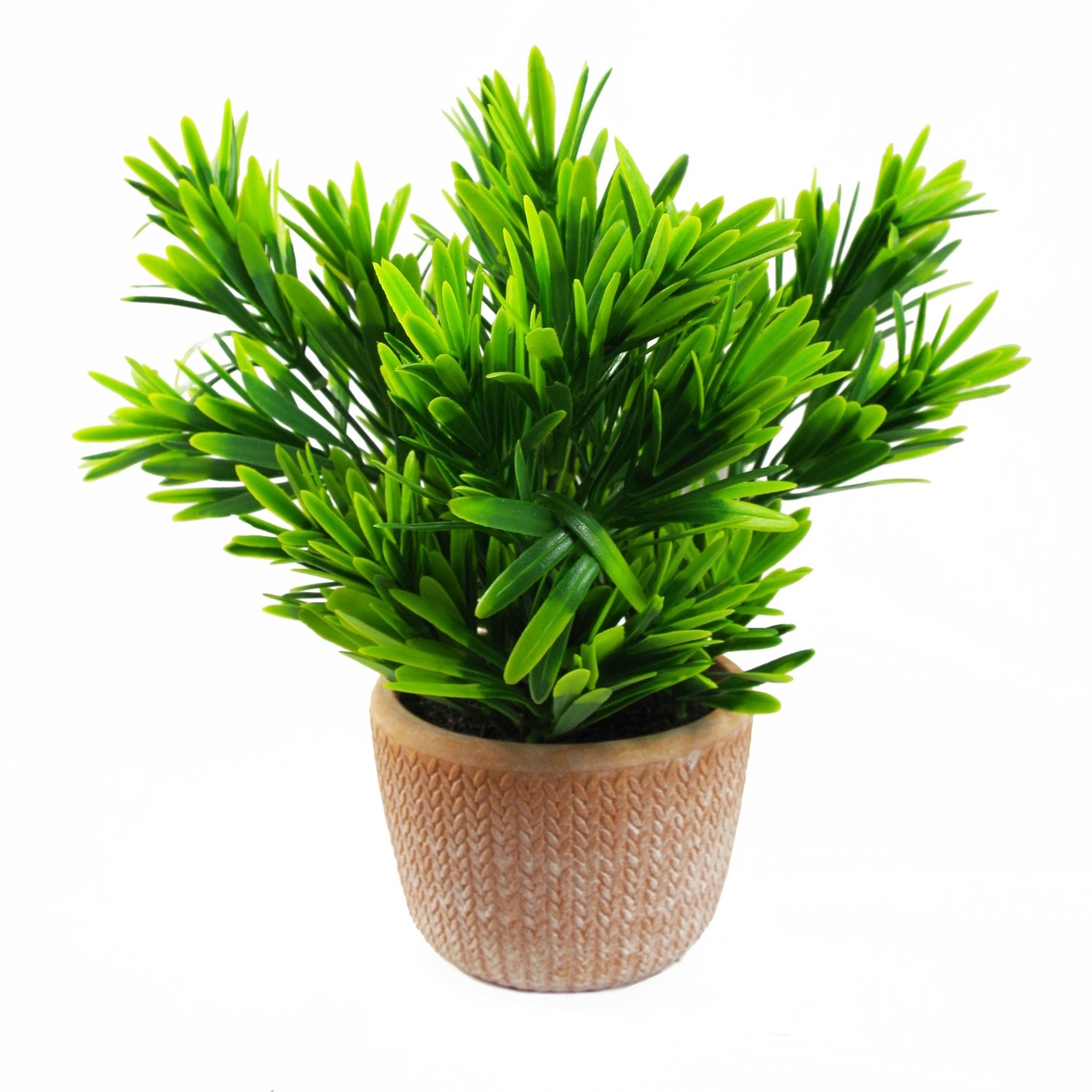 Foliage Honey Plant Dark Green in Terracotta Pot - Green