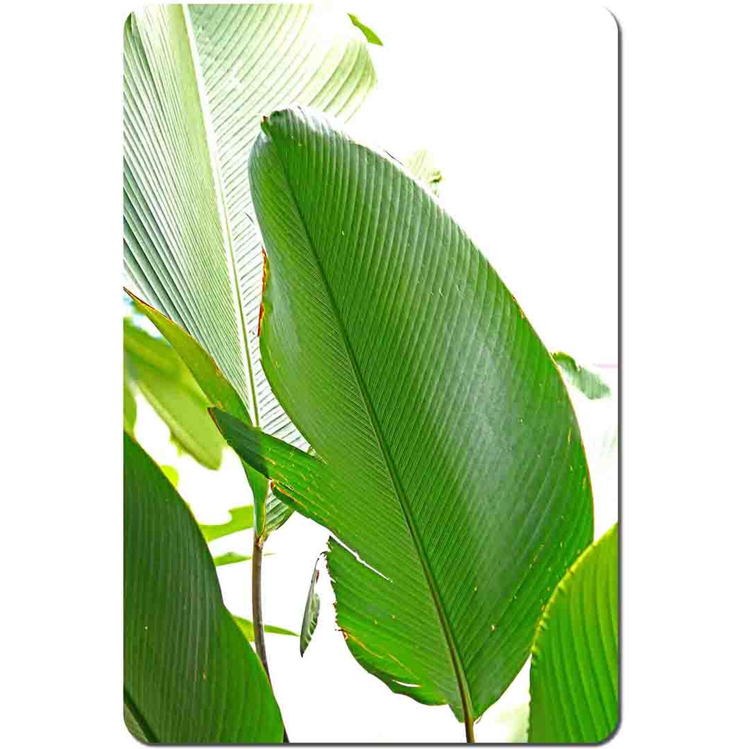 Image of Green Leaf Placemat Set - Green