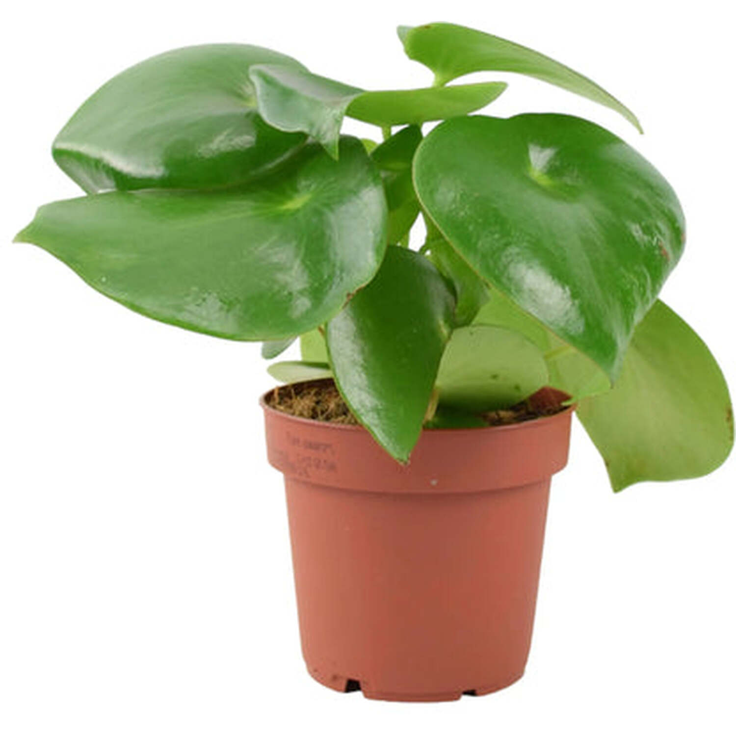 Peperomia Polybotrya Raindrop Plant 12cm Pot - Easy Care Houseplant - green