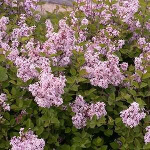Marshalls Garden Syringa Flowerfesta Pink Dwarf Lilac Shrub 9cm Plant 9cm Plant