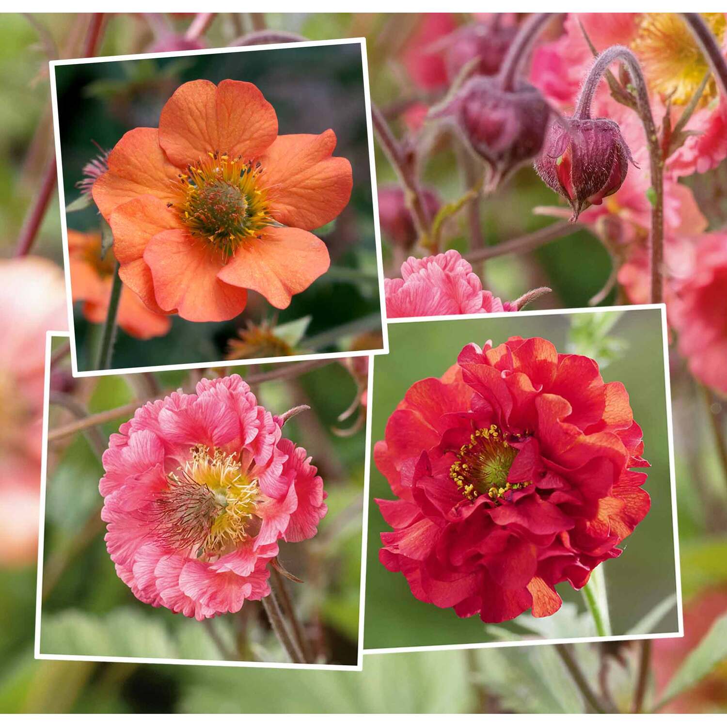 Marshalls Garden Geum Plant Collection - Pink / 3