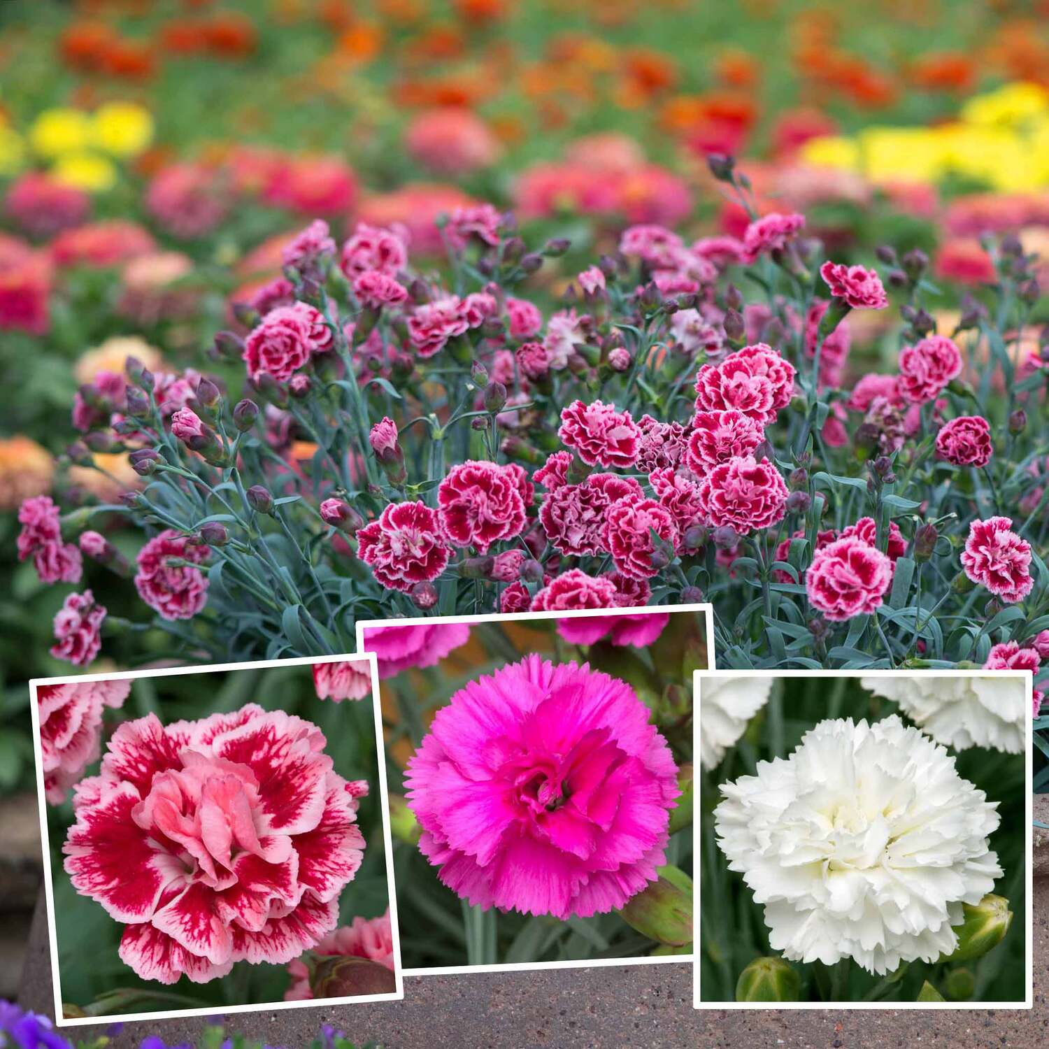 Marshalls Garden Dianthus Pinks Collection - 3 Scented Varieties For Borders, Pots And Patio - Pink / 6